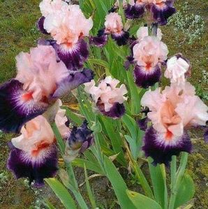 Meet your Posher, Deanna